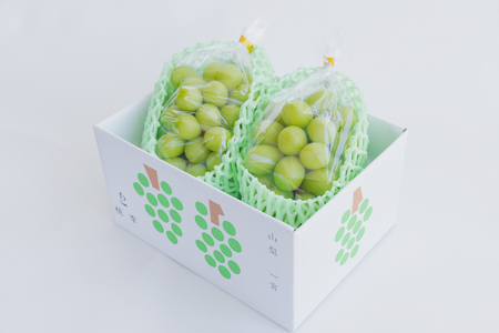 【2026年発送★先行予約】シャインマスカット約1.1kg（2~3房） 122-013-26y ※北海道・沖縄・離島は配送不可 | シャインマスカット 発送 笛吹市 山梨県 フルーツ 果物 ぶどう 葡萄 おすすめ 贈答 ギフト 産地 ふえふき 種なし 高級 新鮮 笛吹 国産 人気 1.1kg 先行 予約