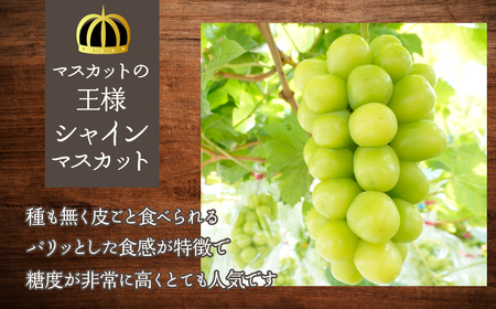 ふるさと納税 ＜2024年先行予約＞「マルエス農園」プレミアムシャインマスカット　1房　800g以上 216-003 山梨県笛吹市 ふるさと納税＜25年発送＞2026年発送☆先行予約
