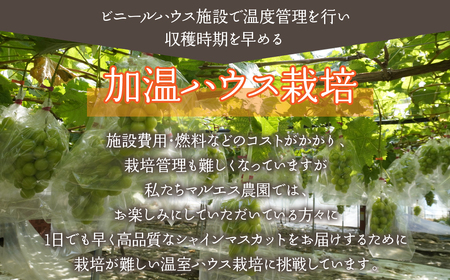 ＜25年発送先行予約＞「マルエス農園」加温ハウス　プレミアムシャインマスカット　1房　800g以上　216-004
