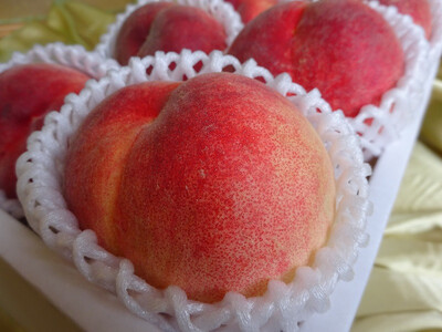 【2026年発送★先行予約】笛吹市産旬の桃満喫コース2kg×2回発送 167-009-26y