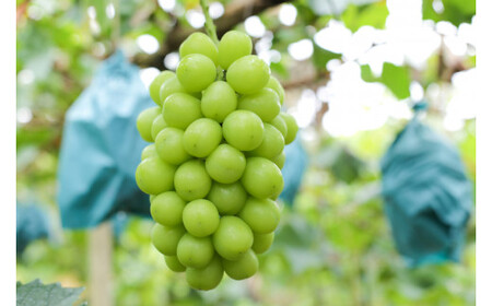 ＜26年発送先行予約＞笛吹市産シャインマスカット（匠）3～4房　2kg以上　210-007