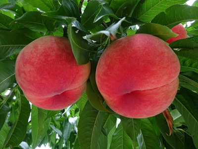 【2026年発送★先行予約】『山梨夏の味覚定期便』笛吹市産旬の桃とシャインマスカット各１回 167-014-26y