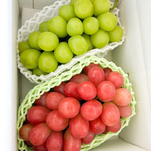 【2026年発送★先行予約】シャインマスカット&赤系ぶどう 各1房(2房合計1kg程度) 229-004-26y