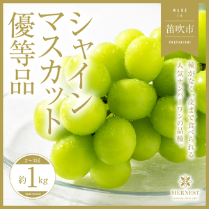 ＜25年発送先行予約＞ 山梨県笛吹市産 シャインマスカット 優等品 約1kg 2～3房 【ご家庭用】 105-025