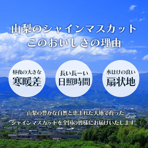 【2026年発送★先行予約】訳あり　シャインマスカット1.5㎏154-044-26y