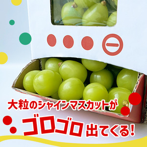【2026年発送★先行予約】シャインマスカット 山梨 「ポンポンBox 大粒2房分」 種なし ぶどう ギフト 贈答 敬老の日 山梨県154-050-26y 山梨産 笛吹市 フルーツ シャイン マスカット 社員マスカット キッズ おもちゃ 楽天 人気 ランキング コスパ 数量限定
