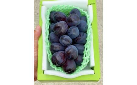 【2026年発送★先行予約】たっぷり4キロ　富士の輝き（4-7房）　 097-015-26y　 | ブラックシャインマスカット 発送 富士の輝き 富士の輝 笛吹市 山梨  フルーツ 果物 ぶどう 葡萄 シャインマスカット おすすめ 贈答 山梨県笛吹市  産地 期間限定 4kg 笛吹  国産 ぶどう 人気 新鮮 種なし | 株式会社にこっと