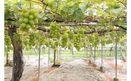 【2026年発送★先行予約】シャインマスカット4kg 097-021-26y