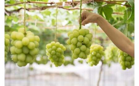 【2026年発送★先行予約】シャインマスカット700g（１房） 097-022-26y