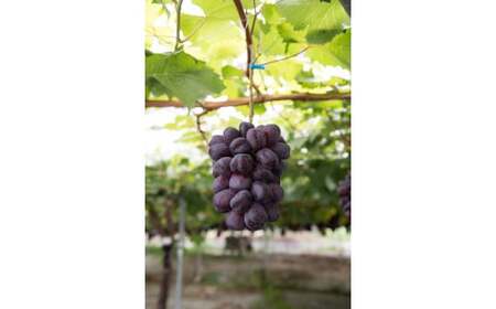 【2026年発送★先行予約】温室　富士の輝　２房（合計1.2kg） 097-024-26y