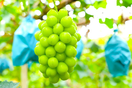 【2026年発送★先行予約】【年3回定期便】桃・シャインマスカット・巨峰orピオーネ 106-023-26y