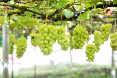 【2026年発送★先行予約】シャインマスカット ビックサイズ１房　山梨県笛吹市一宮産 朝採り 産地直送 088-041-26y