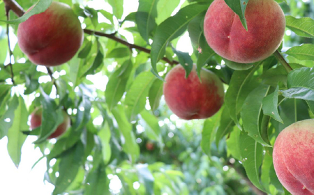 【2026年発送★先行予約】 笛吹市産　大玉もも　1.5kg(4～5玉) 227-007