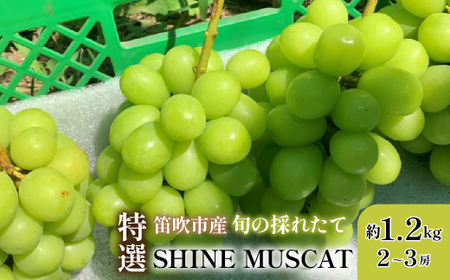【2026年発送★先行予約】山梨県笛吹市 特選 旬の採れたてシャインマスカット 約1.2kg 2～3房 　105-001-26y 6,300円