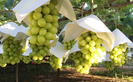 【2026年発送★先行予約】シャインマスカット約1kg（2-3房入） 214-004-26y