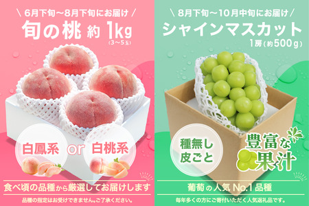 【2026年発送 先行予約】2回定期便 旬のフルーツ定期便（桃1㎏・シャインマスカット1房） 180-021-26y
