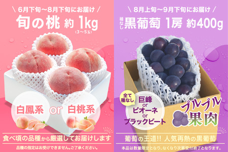 【2026年発送 先行予約】2回定期便 旬のフルーツ定期便(桃1㎏・種無し黒葡萄1房) 180-022-26y