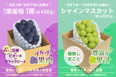 【2026年発送 先行予約】2回定期便 旬のフルーツ定期便（種無し黒葡萄1房・シャインマスカット1房）180-023-26y