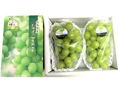 【2026年発送★先行予約】笛吹市産 シャインマスカット1.4kg　贈答　石倉ファーム 241-004-26y