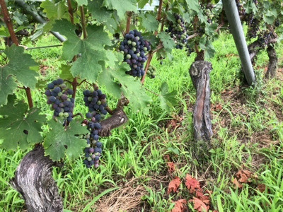 笛吹ワイン一升瓶　ロゼ3本 003-005