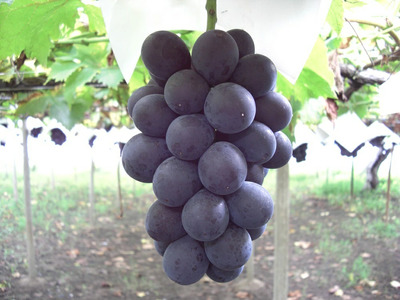 笛吹ワイン一升瓶　ロゼ3本 003-005