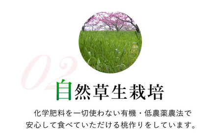 2024年先行予約＞特大桃 5～6個入り 約2.0kg 山梨一宮産の桃 朝採り