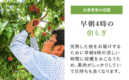 【2026年発送★先行予約】笛吹市産こだわりの桃 約5.0kg (9～16玉) 常温配送 090-011