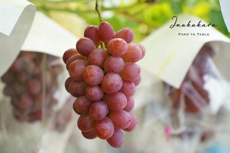 【2026年発送★先行予約】Inakakara　希少な大粒サニードルチェ　二房（約1.1~1.2kg） 192-005