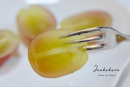 【2026年発送★先行予約】Inakakara　希少な大粒サニードルチェ　二房（約1.1~1.2kg） 192-005