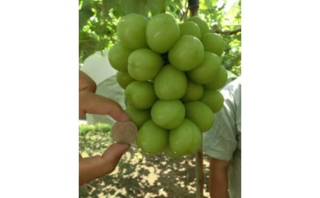 【2026年発送★先行予約】☆絶品☆ シャインマスカット 3-6房約3.0kg 090-005-26y