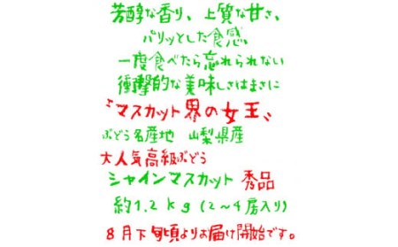 ＜25年発送先行予約＞農園直送！濃厚シャインマスカット 約1.2kg※クール便配送 109-001