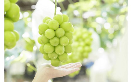 【2026年発送★先行予約】厳選シャインマスカット　1.5kg以上 2～4房 111-014-26y