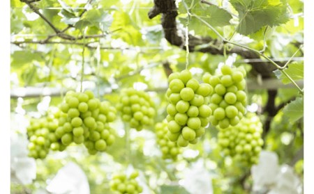 【2026年発送★先行予約】厳選シャイン1.2kg（2～4房） 111-015-26y