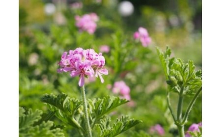 ナチュラル化粧品ベーシック3セット 132-002