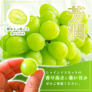 【2026年発送★先行予約】シャインマスカット 約1.2kg 2～3房 154-007-26y | フルーツ 果物 高評価 人気 ランキング おすすめ 甘い 美味しい デザート 数量限定 送料無料 山梨県産 笛吹市　種なしぶどう 「販売」 KEIPE株式会社