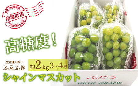 ＜2024年先行予約＞厳選！山梨県笛吹市産 シャインマスカット 約2.0kg（3～4房） 156-001