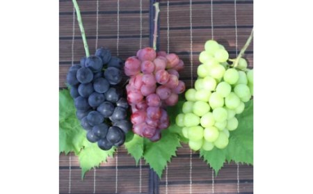 【2026年発送★先行予約】厳選！ 山梨県笛吹市産 シャインマスカット含む３色セット 約1.8kg 156-007-26y