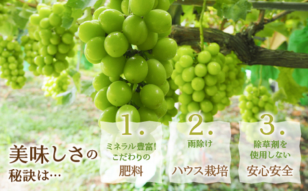 【2026年発送★先行予約】厳選！ 山梨県笛吹市産 シャインマスカット含む３色セット 約1.8kg 156-007-26y