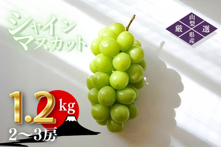 ＜2024年先行予約＞笛吹市産　厳選シャインマスカット［1.2kg］（2～3房）フルーツ大国！山梨県笛吹市より産地直送 OUTTA REACH JAPAN 209-003