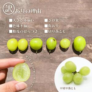 【2026年発送★先行予約】【訳あり】 シャインマスカット 2～3房 約1kg 154-027-26y | 不揃い ご自宅用 ご家庭用 フルーツ 果物 高評価 人気 ランキング おすすめ 甘い 美味しい デザート 数量限定 送料無料 山梨県産 笛吹市 ぶどう 「販売」 KEIPE株式会社