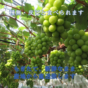 【2026年発送★先行予約】シャインマスカット1キロ以上（2房）　※クール便配送 113-003