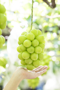 【2026年発送★先行予約】シャインマスカット1キロ以上（2房）　※クール便配送 113-003