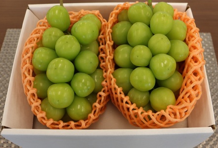 ＜26年発送先行予約＞笛吹市産シャインマスカット（匠）2～3房 1kg以上 210-002