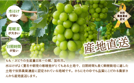 【2026年発送★先行予約】笛吹市産　厳選! シャインマスカット 約1.8～2.0kg 3～5房 205-005-26y