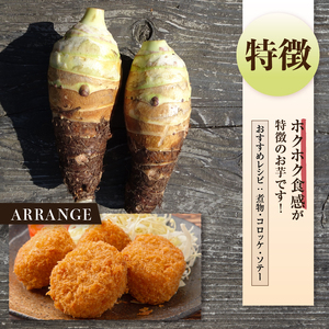 ◆◆2025年度収穫分◆◆ 「農家 農天氣がおくる」山梨県上野原市産 京芋 約4kg