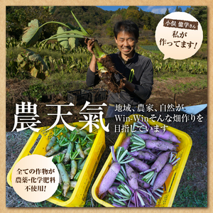 ◆◆2025年度収穫分◆◆ 「農家 農天氣がおくる」山梨県上野原市産 京芋 約4kg