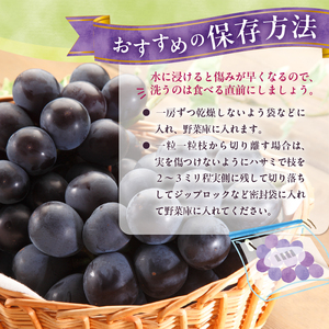 【山梨県産】ピオーネ 約1kg 種なしピオーネ ぶどう