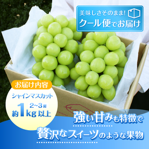 葡萄の里 シャインマスカット 2～3房（1kg以上）【2026年発送】（HK