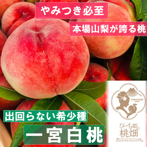 【スーパーに出回らない一宮白桃ブランド】滅多にお目にかからない希少 人気No.1の品種 約1kg【2026年発送】（PMK）B17-102  【一宮白桃 桃 もも モモ 令和8年発送 期間限定 山梨県産 甲州市 フルーツ 果物】 6,660円