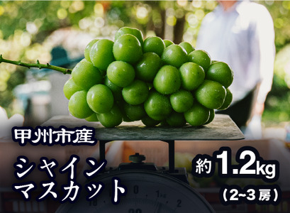 【農家厳選！】甲州市産 シャインマスカット 約1.2kg【2026年発送】（PJ）B-188 シャインマスカット フルーツ